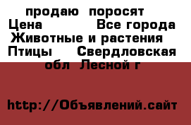 продаю  поросят  › Цена ­ 1 000 - Все города Животные и растения » Птицы   . Свердловская обл.,Лесной г.